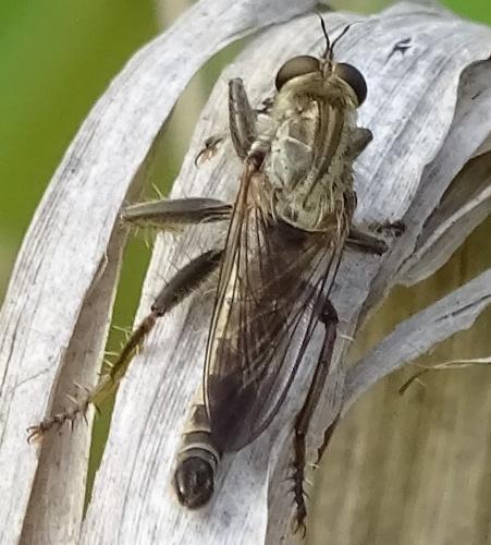 Didysmachus picipes